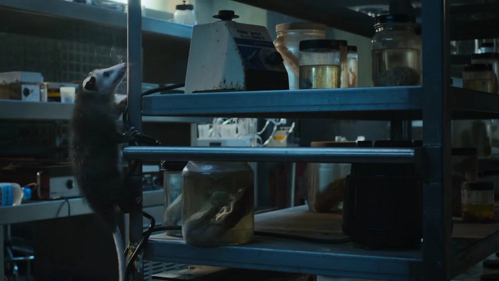 The opossum navigates the lab